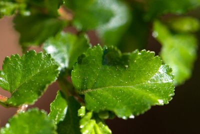 Nothofagus antartica - pabuk jižní - list léto
